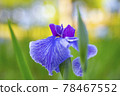 Park where oysters bloom 78467552