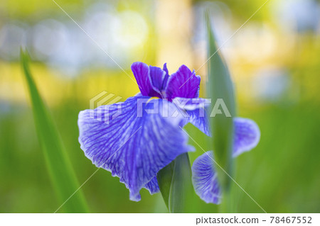 Park where oysters bloom Park where oysters bloom 78467552