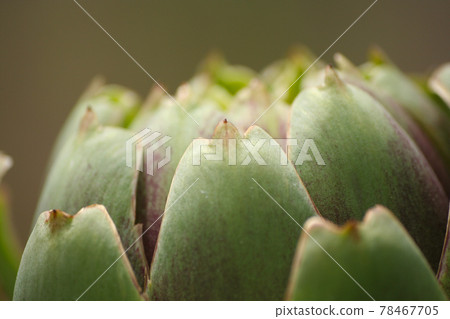 Artichoke in Garden With Blurred Green Plant Background Artichoke in Garden With Blurred Green Plant Background 78467705
