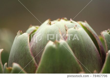 Artichoke in Garden With Blurred Green Plant Background 78467706
