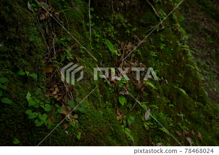 In the mossy forest In the mossy forest 78468024