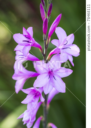 Red-purple Watsonia flowers Red-purple Watsonia flowers 78468111