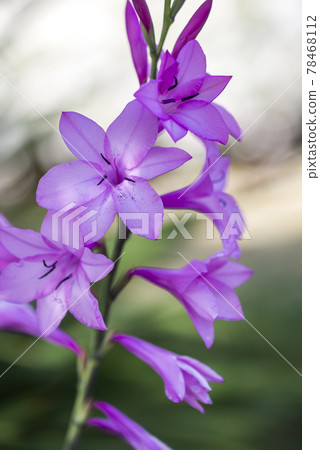 Red-purple Watsonia flowers Red-purple Watsonia flowers 78468112