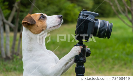 Dog jack russell terrier takes pictures on camera on a tripod outdoors. Dog jack russell terrier takes pictures on camera on a tripod outdoors. 78468449