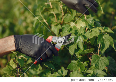 Senior in a black apron use a averruncator 78468769