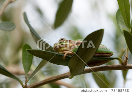 Tree frog in the olive garden Tree frog in the olive garden 78468788