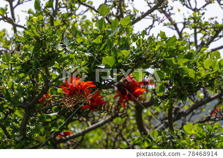 南島 鮮紅的迪戈花 七月的誕生花digo Erythrina 照片素材 圖片 圖庫