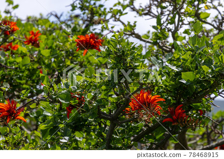 South Island, bright red digo flower, July birth flower digo erythrina South Island, bright red digo flower, July birth flower digo erythrina 78468915