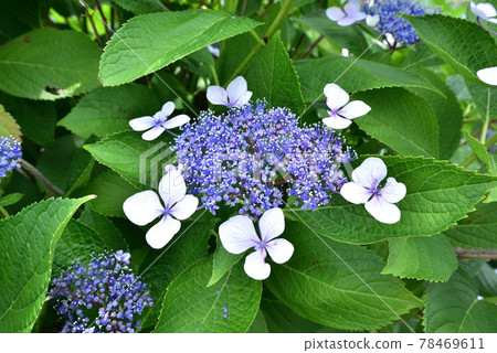 樂繡球花福岡島城市風光 樂繡球花福岡島城市風光 78469611