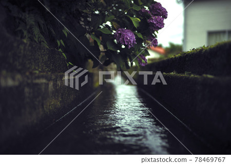 hydrangea hydrangea 78469767