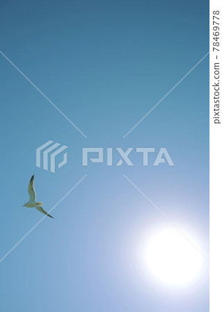 Sky  78469778