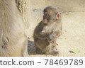 A monkey 78469789