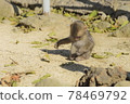 A monkey 78469792
