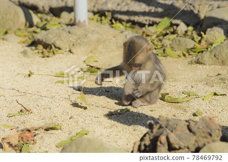 A monkey A monkey 78469792