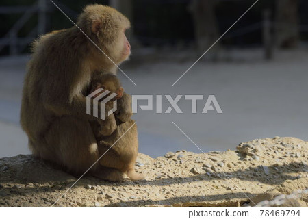 A monkey A monkey 78469794