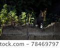 Cat  78469797