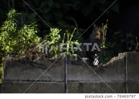 Cat Cat 78469797