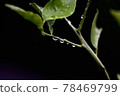 A drop 78469799