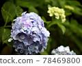 hydrangea   78469800