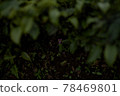 Quietly 78469801