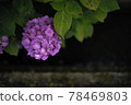 hydrangea   78469803