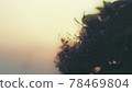 hydrangea   78469804