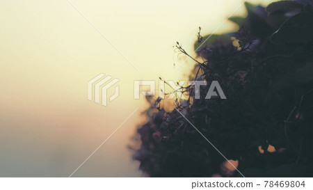 hydrangea hydrangea 78469804
