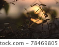 Ivy 78469805