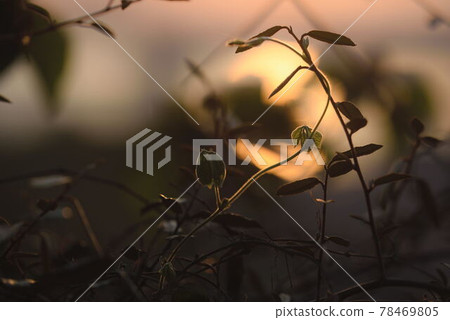 Ivy Ivy 78469805