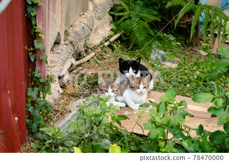 young stray cat with her brothers young stray cat with her brothers 78470000