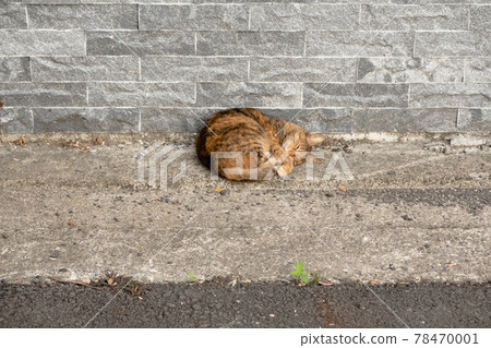 stray tabby cat stray tabby cat 78470001
