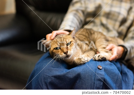 woman hold his cat on his thighs 78470002