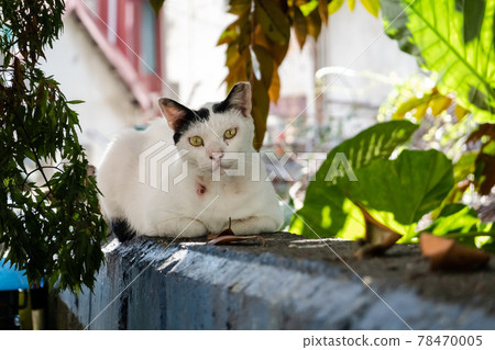 wild aggressive black and white cat 78470005