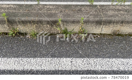 路角土里長出的雜草和隨手亂丟的煙蒂 78470019