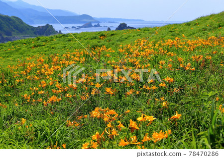 Tobishima licorice colony of Onogame, Sado Island, Sado City, Niigata Prefecture 78470286
