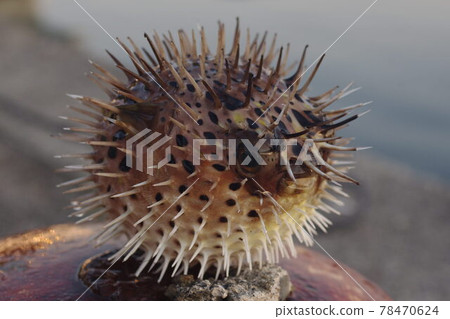 豪豬魚 豪豬魚 78470624