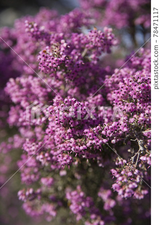 Erica canaliculata 的花朵以粉紅色盛開。學名是 Erica canaliculata 78471117