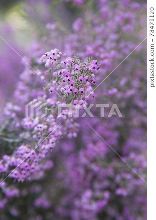 The flowers of Erica canaliculata are in bloom in pink. The scientific name is Erica canaliculata 78471120