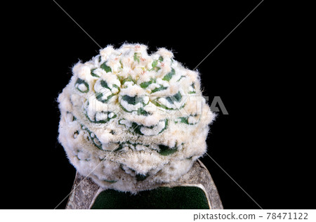 beautiful grafting of astrophytum cactus beautiful grafting of astrophytum cactus 78471122
