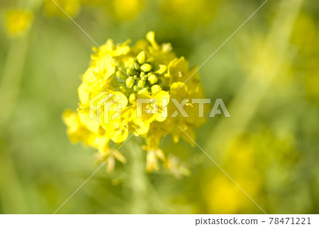 油菜田裡盛開著油菜花。 油菜田裡盛開著油菜花。 78471221