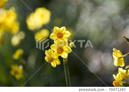 有黃色的水仙（Jonquil）花。學名是水仙 jonquilla。 78471265