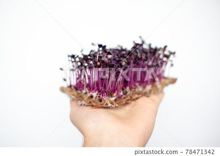 Purple micro-green radish sprouts in your hand. Purple micro-green radish sprouts in your hand. 78471342