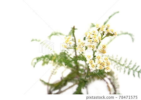 Sea cucumber 78471575