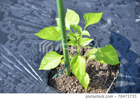 Vegetable green pepper Vegetable green pepper 78471735