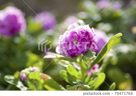 Purple stock flowers are in bloom. The scientific name is Matthiola incana. Purple stock flowers are in bloom. The scientific name is Matthiola incana. 78471768