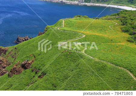 新潟縣佐渡市佐渡島小野龜坡的飛島甘草景觀 78471803