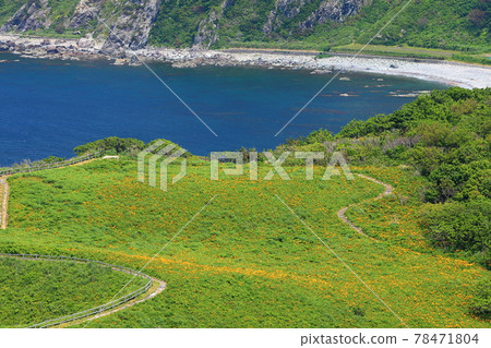 新潟縣佐渡市佐渡島小野龜坡的飛島甘草景觀 78471804
