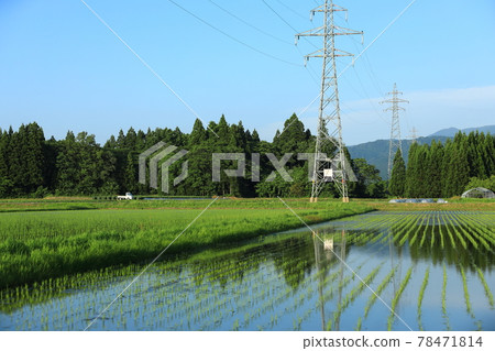 六月田園風光,種稻,輕卡 六月田園風光,種稻,輕卡 78471814