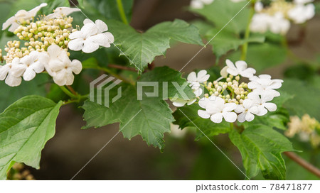 Viburnum opulus or Kalina flowers in garden 78471877