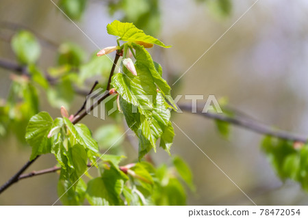 Tilia cordata, the small-leaved lime or small-leaved linden branch with fresh leaves in spring Tilia cordata, the small-leaved lime or small-leaved linden branch with fresh leaves in spring 78472054